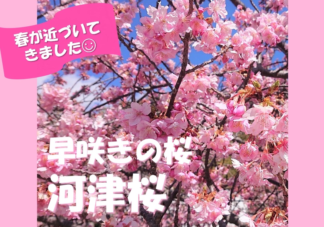 早咲きの桜”河津桜”がみたい♪