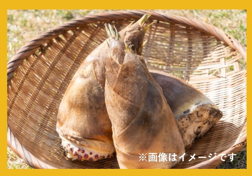 タケノコ掘り祭開催！